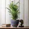 Ribbed Terracotta Plant Pot - Dark Grey -GardenGlamour pr2000047103