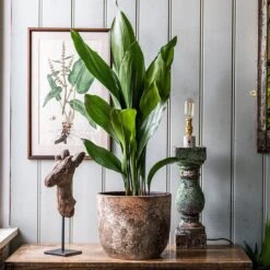 Rustic Plant Pot - Brown