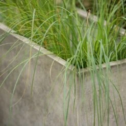 Rectangular Terrace Planter - Weathered Cream -GardenGlamour pr2000048714 card6 lg