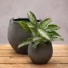 Round Glazed Ombre Plant Pot - Dark Grey -GardenGlamour pr2000049042