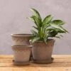 Scalloped Tapered Plant Pot With Saucer - Grey Terracotta -GardenGlamour pr2000049049