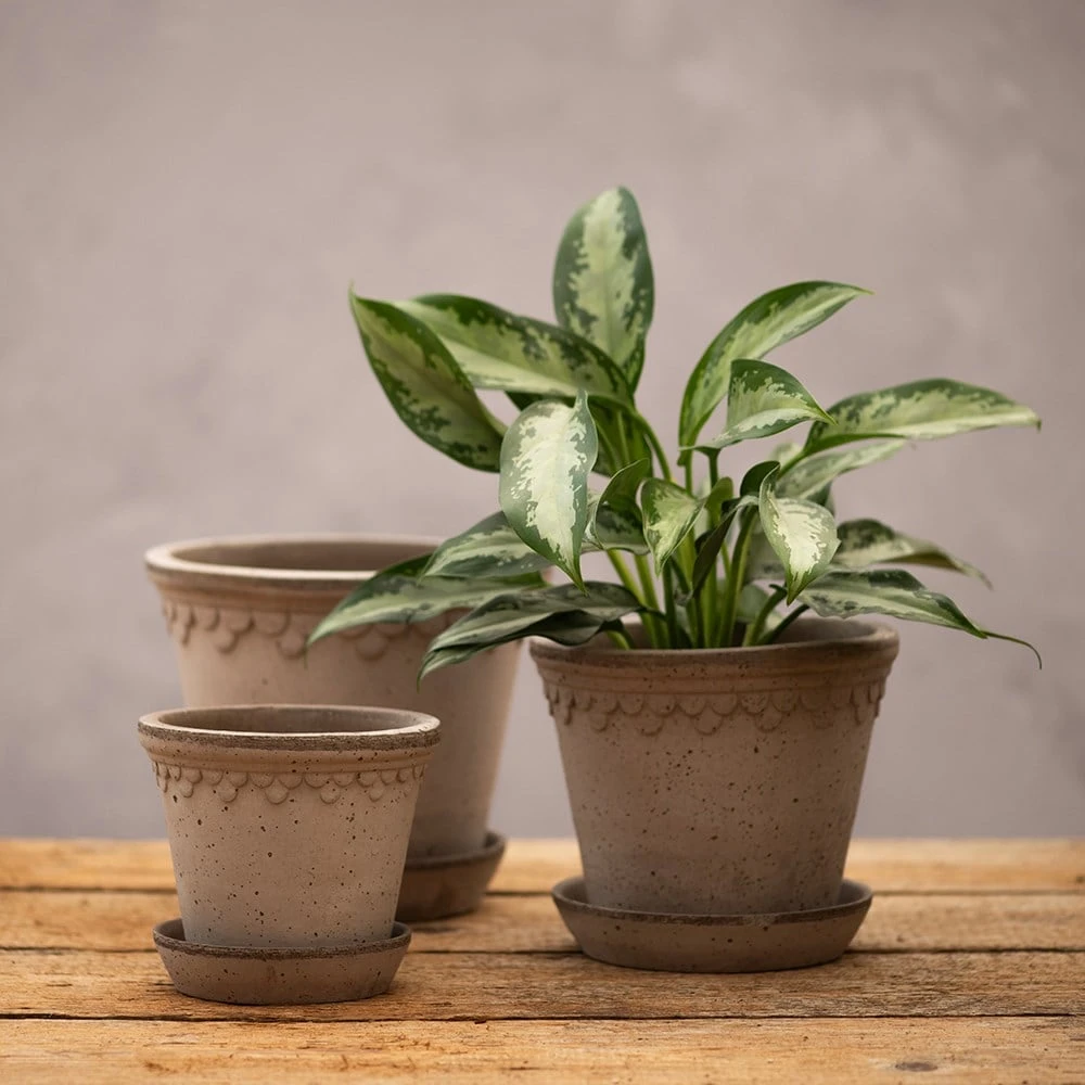 Scalloped Tapered Plant Pot With Saucer - Grey Terracotta 5 Scalloped Tapered Plant Pot With Saucer - Grey Terracotta - Image 3