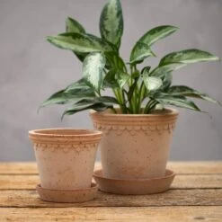 Scalloped Tapered Plant Pot With Saucer - Terracotta -GardenGlamour pr2000049052 card3 lg